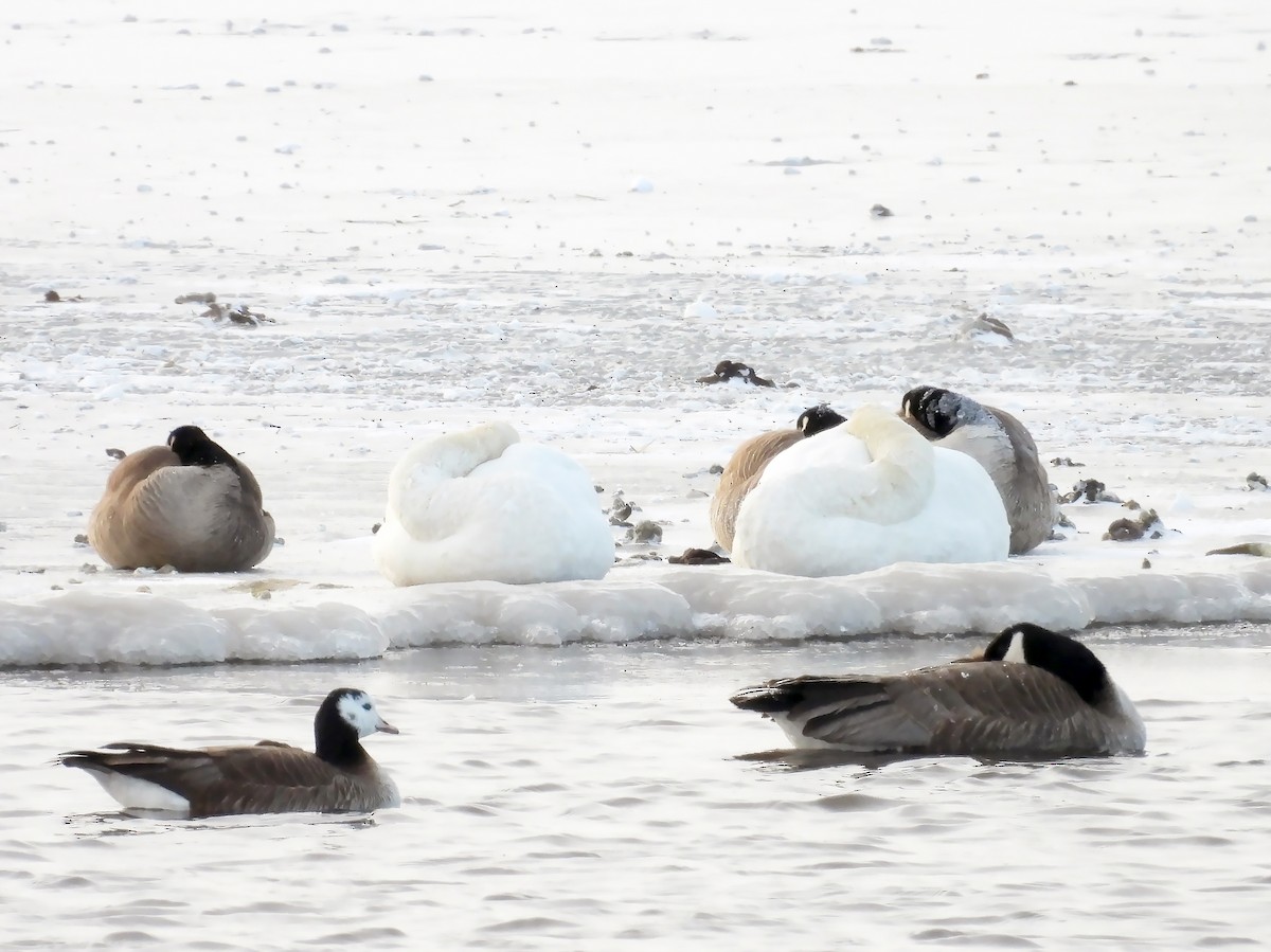 Ross's x Cackling Goose (hybrid) - hv hughes