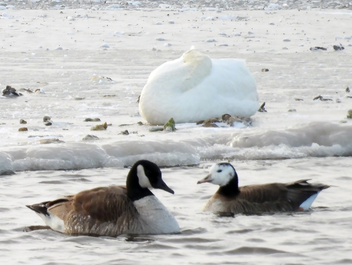 Ross's x Cackling Goose (hybrid) - ML616576715