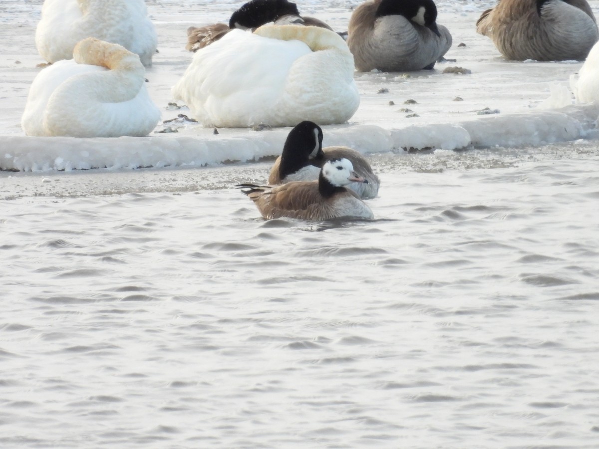 Ross's x Cackling Goose (hybrid) - hv hughes