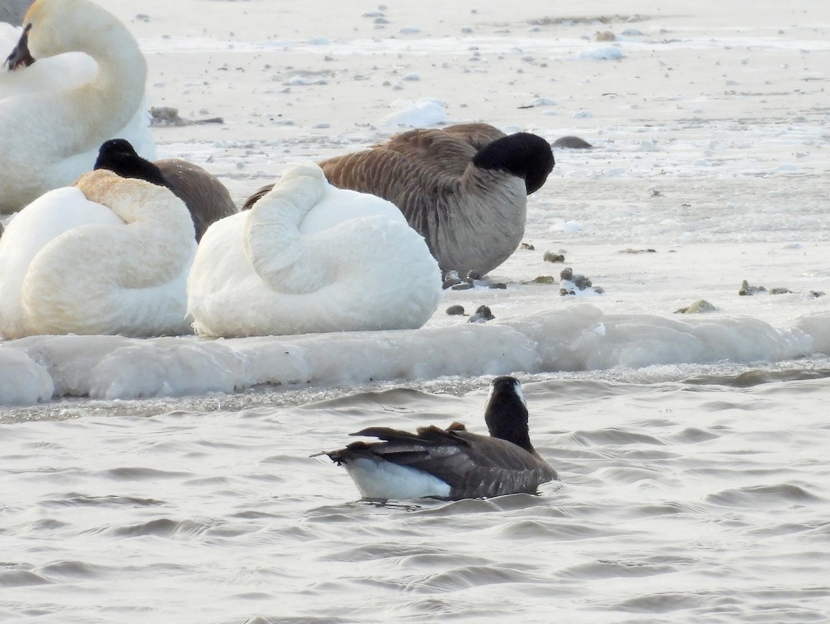 Ross's x Cackling Goose (hybrid) - ML616576726