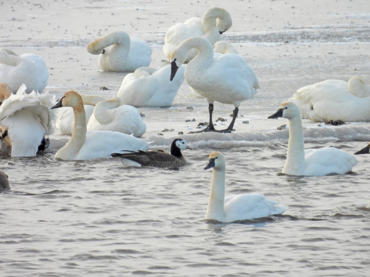 Ross's x Cackling Goose (hybrid) - ML616576739