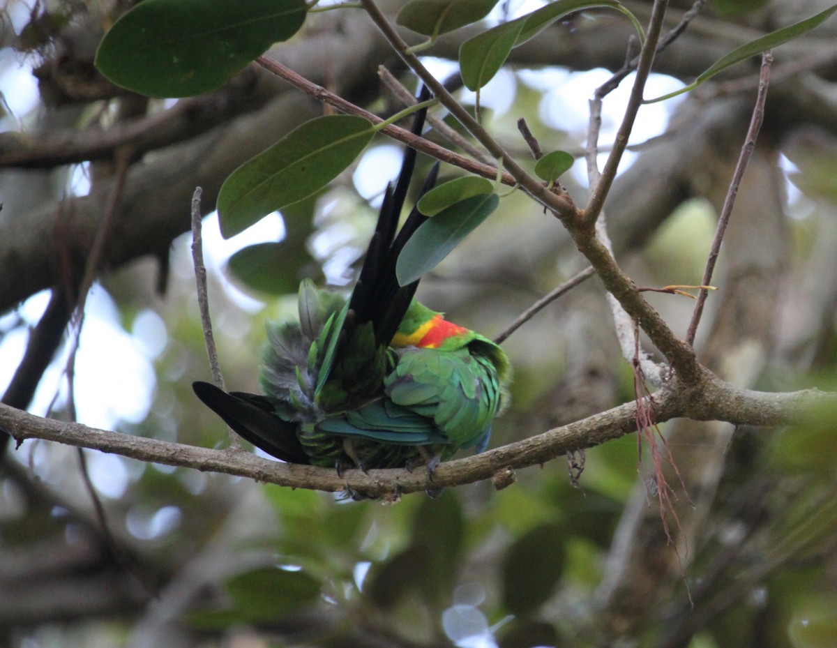 Superb Parrot - Bruce Roubin