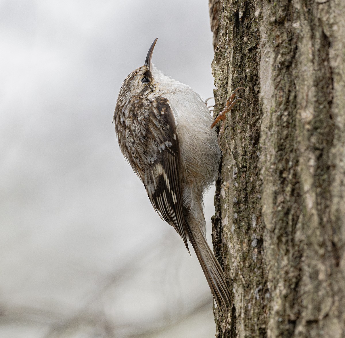 Brown Creeper - ML616576816