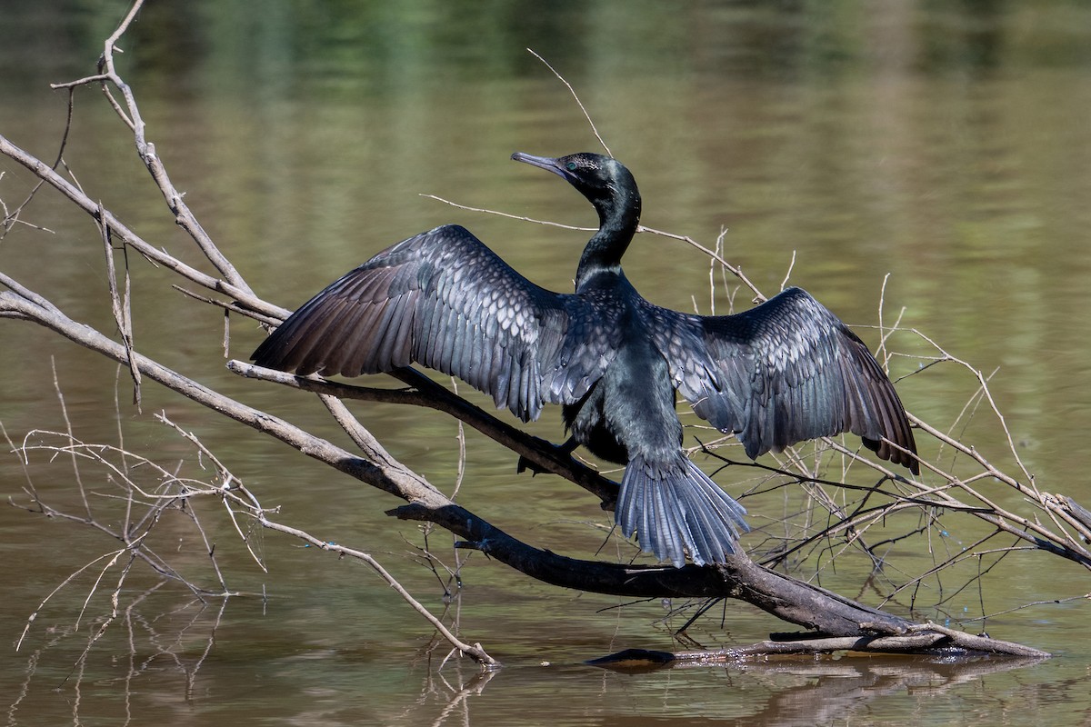 Little Black Cormorant - Sue Allison