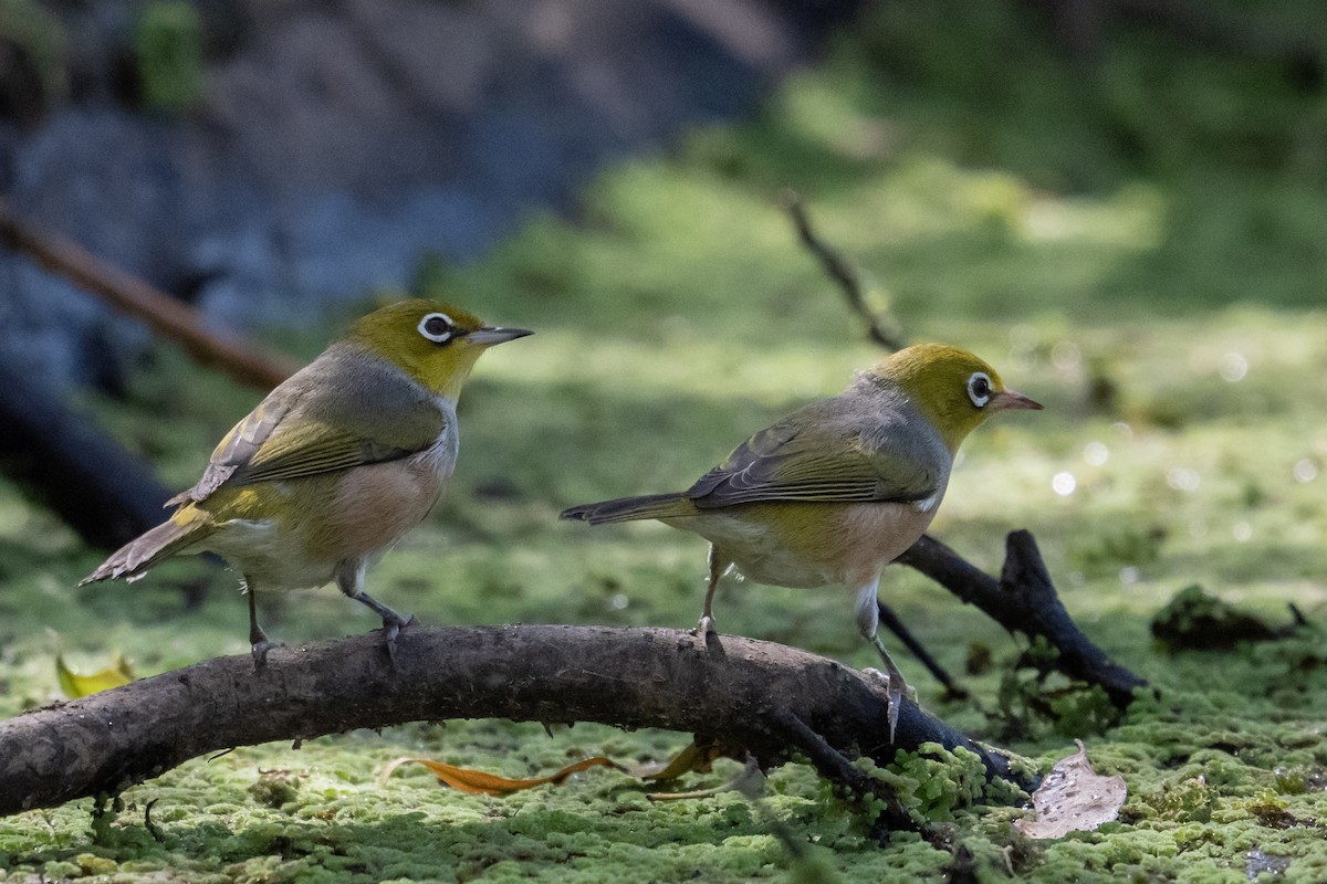 Zostérops à dos gris - ML616576836