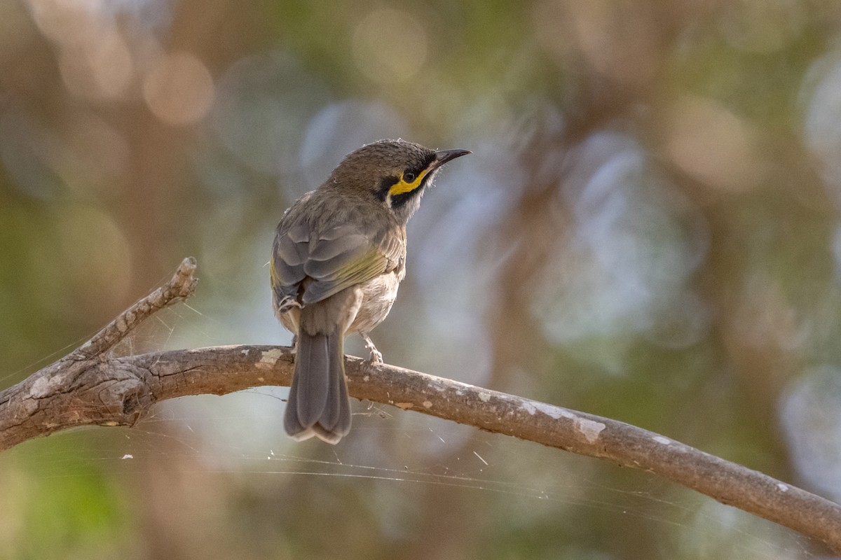 Yellow-faced Honeyeater - ML616576838