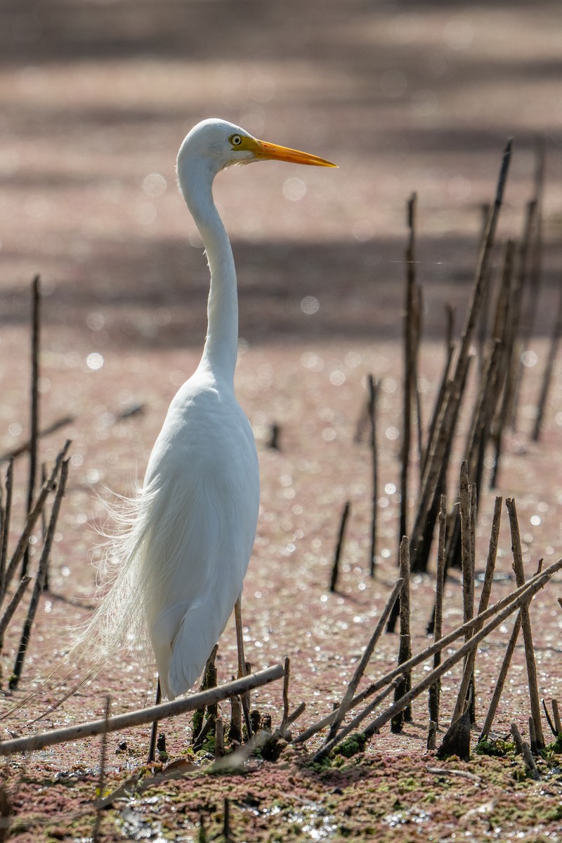 Plumed Egret - Sue Allison