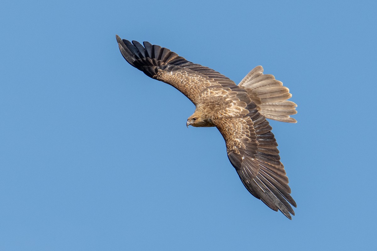 Whistling Kite - Sue Allison