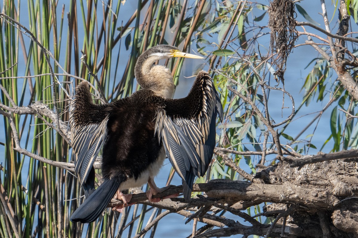 Austral-Schlangenhalsvogel - ML616576843