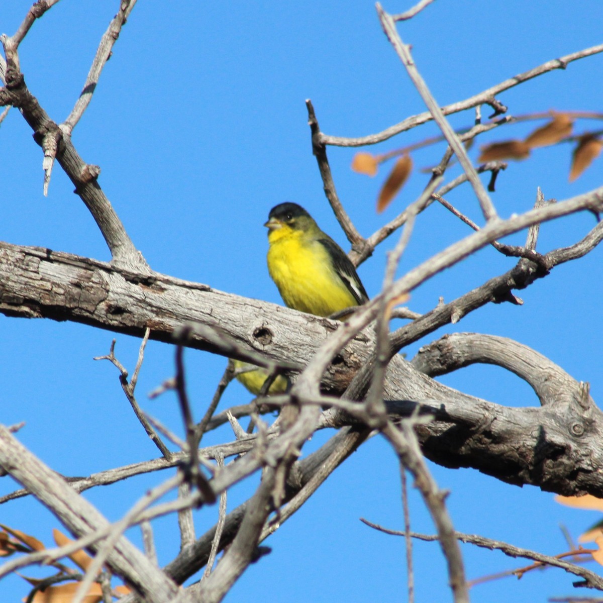 Lesser Goldfinch - Marsha Painter