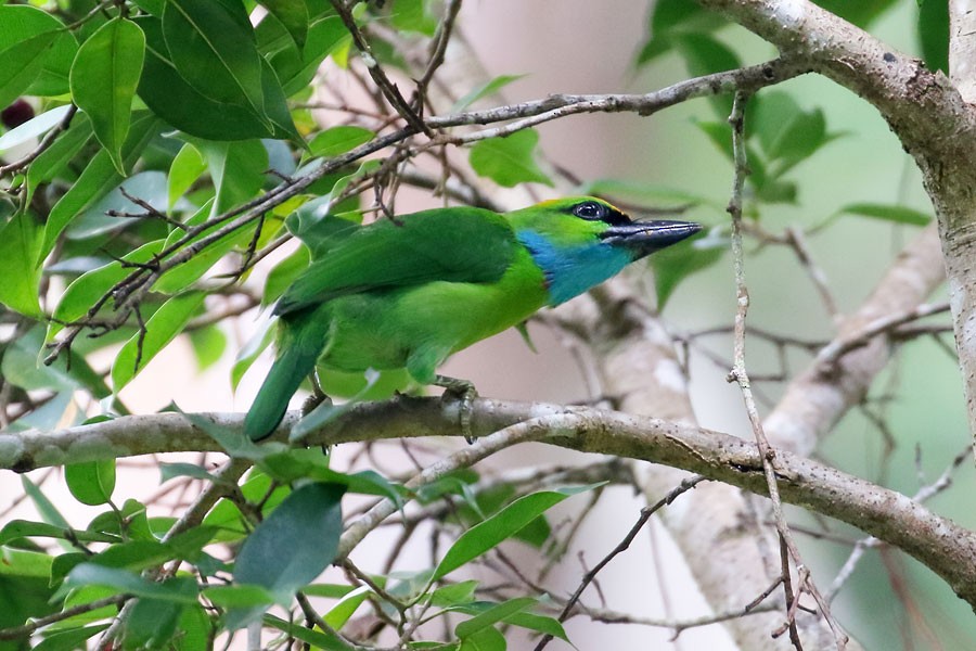 Yellow-crowned Barbet - ML616576934