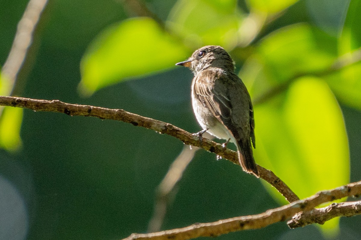 Asian Brown Flycatcher - Duncan Henderson