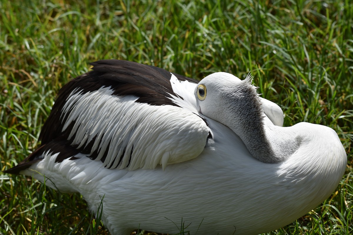 pelikán australský - ML616576997