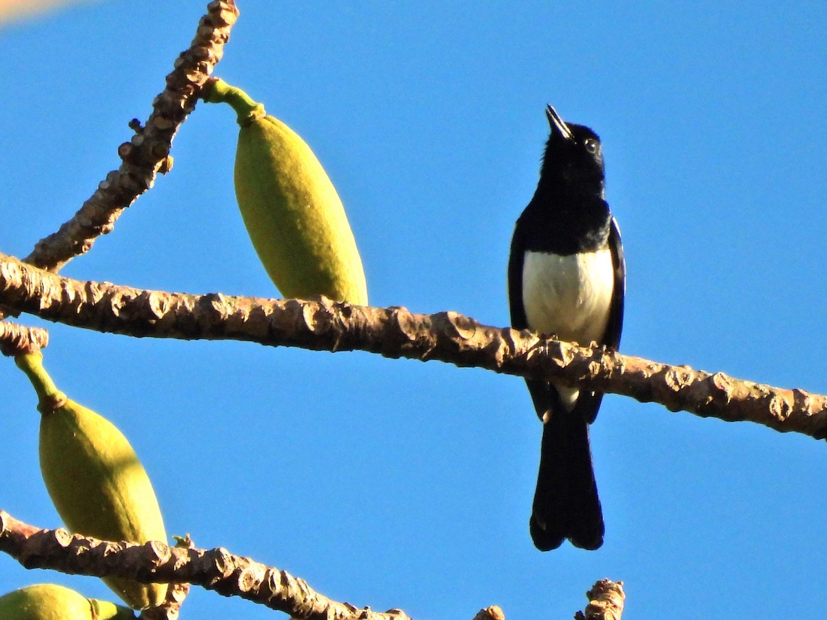 Philippine Magpie-Robin - ML616577050