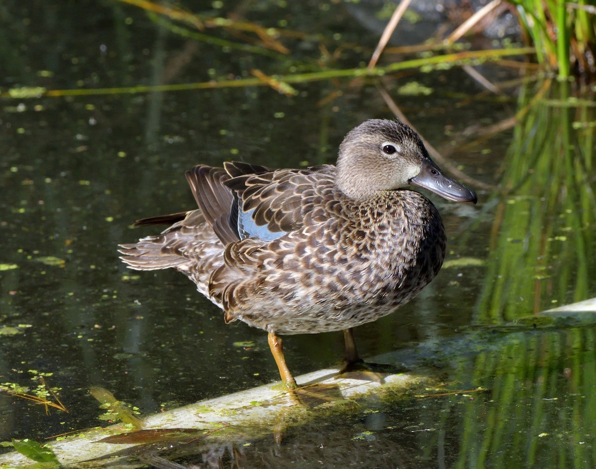 Blue-winged Teal - ML616577053