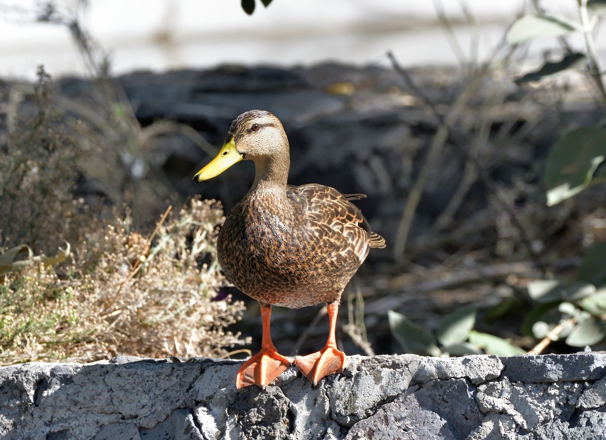 Mexican Duck - ML616577064