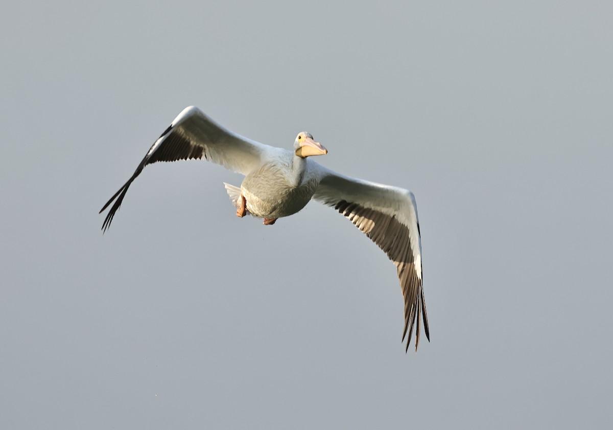 American White Pelican - Albert Linkowski