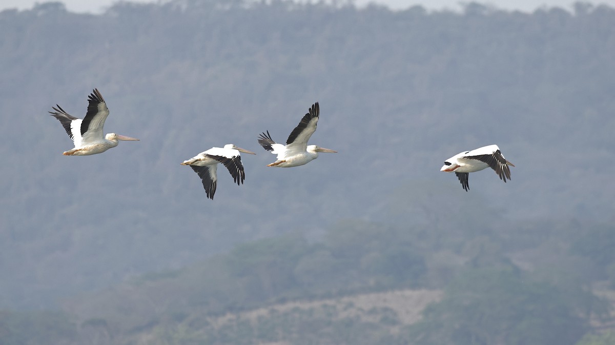 American White Pelican - ML616577077