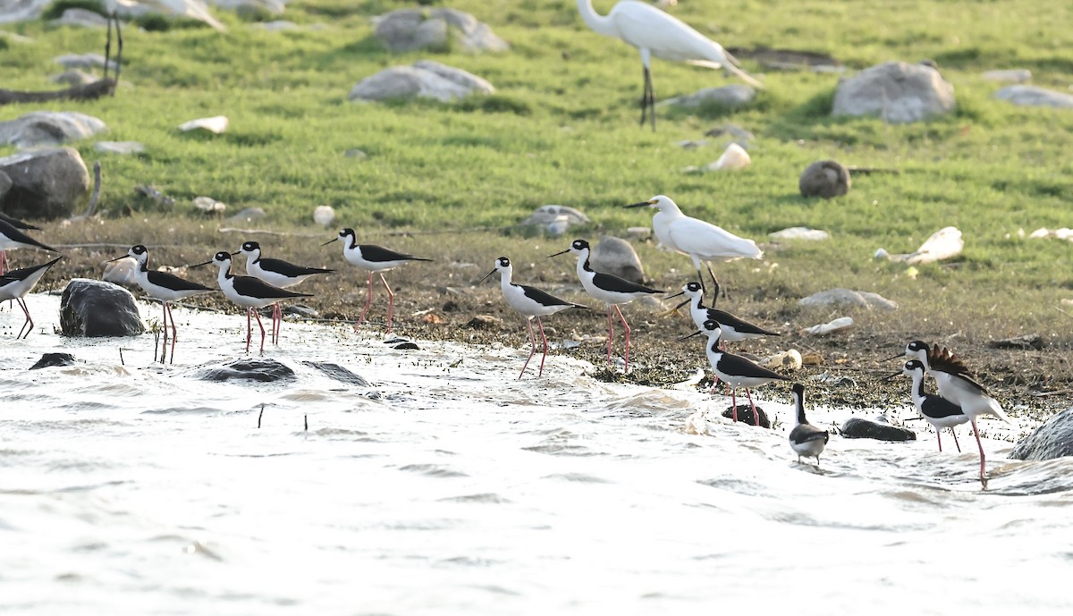 Black-necked Stilt - ML616577101