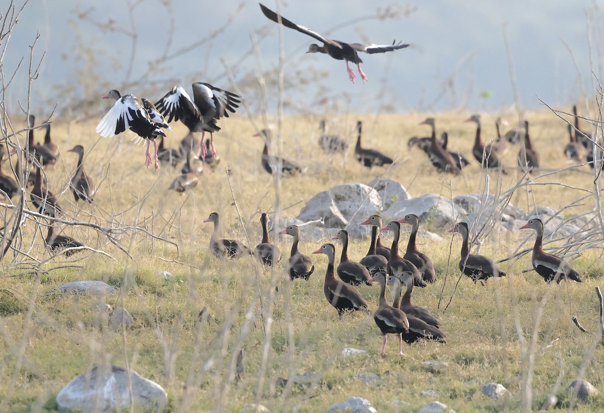 Black-bellied Whistling-Duck - ML616577106