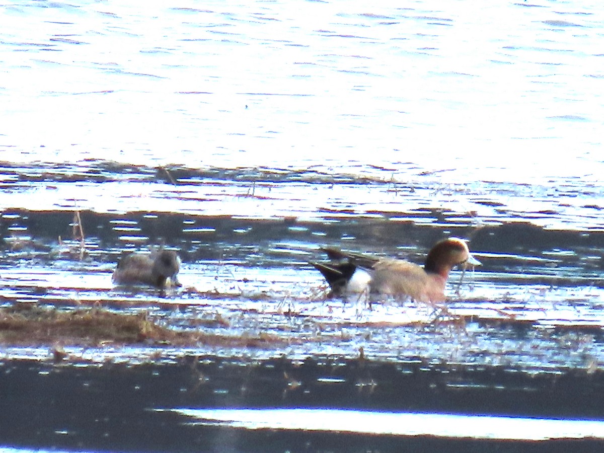 Eurasian x American Wigeon (hybrid) - Laura Burke