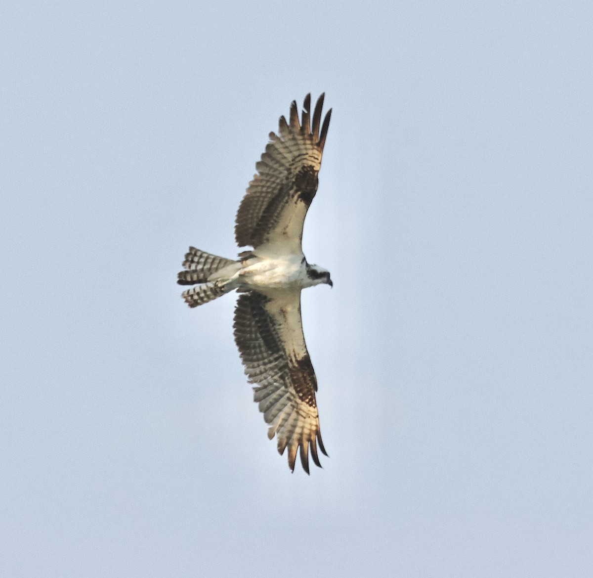 Águila Pescadora - ML616577120