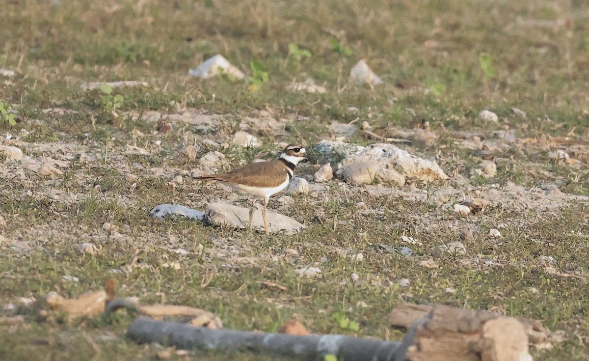 Killdeer - ML616577129