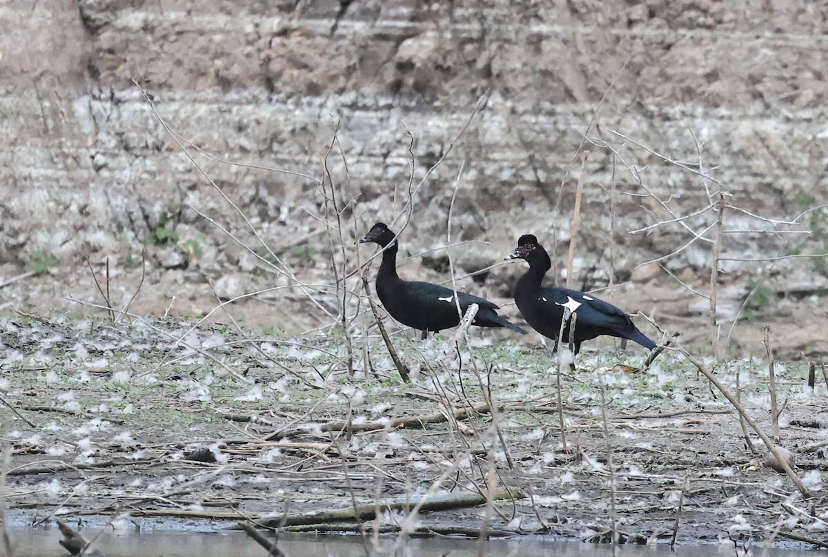 Muscovy Duck - ML616577145