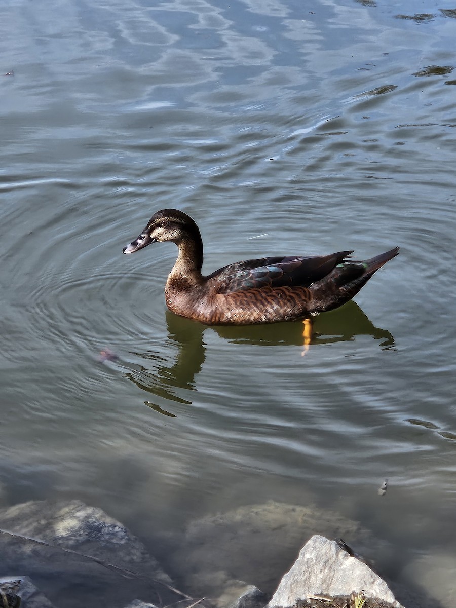 Muscovy Duck x Mallard (hybrid) - ML616577185