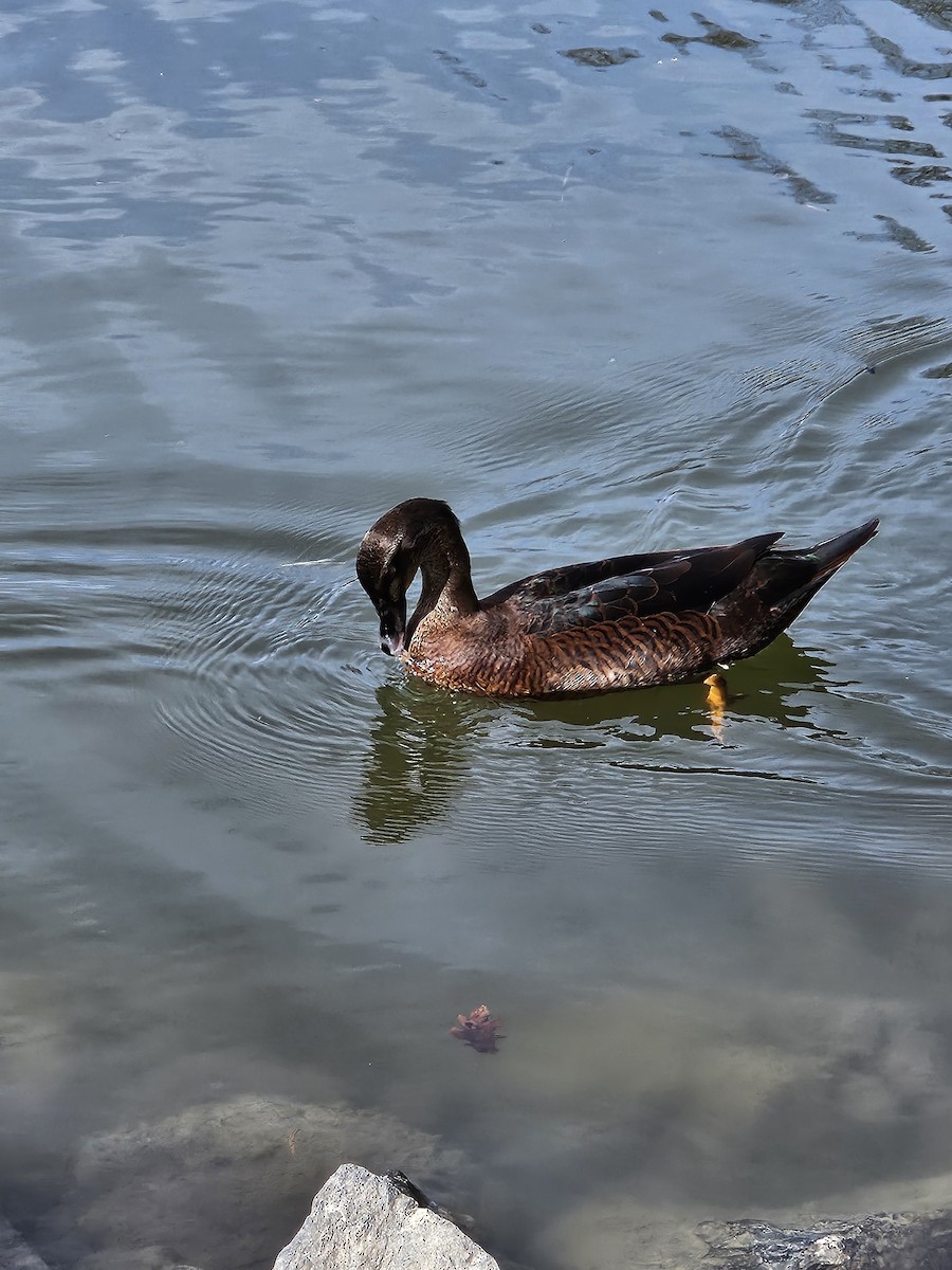 Muscovy Duck x Mallard (hybrid) - ML616577187