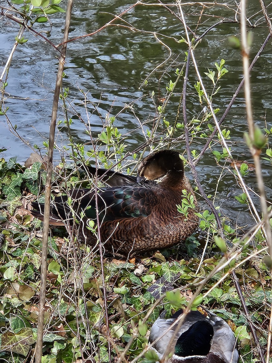 Muscovy Duck x Mallard (hybrid) - ML616577188