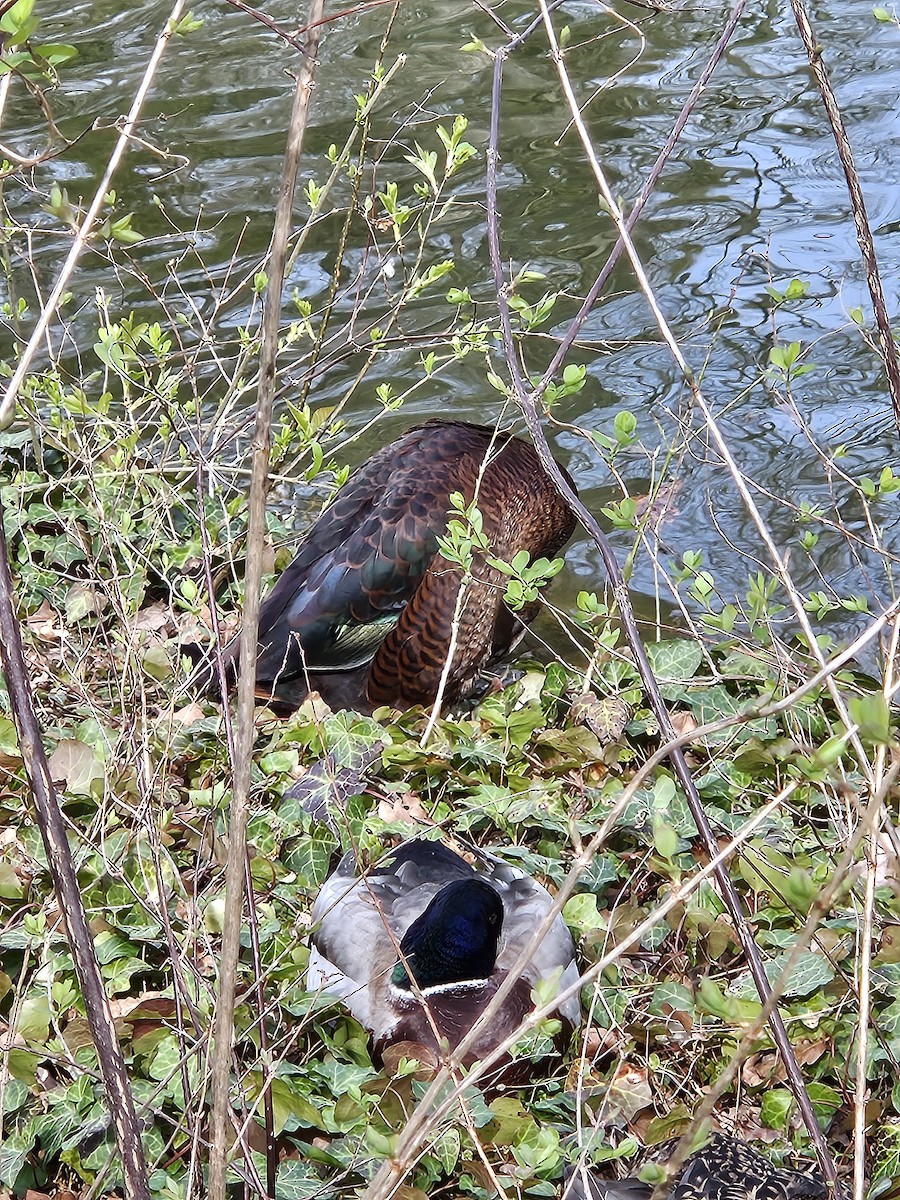 Muscovy Duck x Mallard (hybrid) - ML616577192