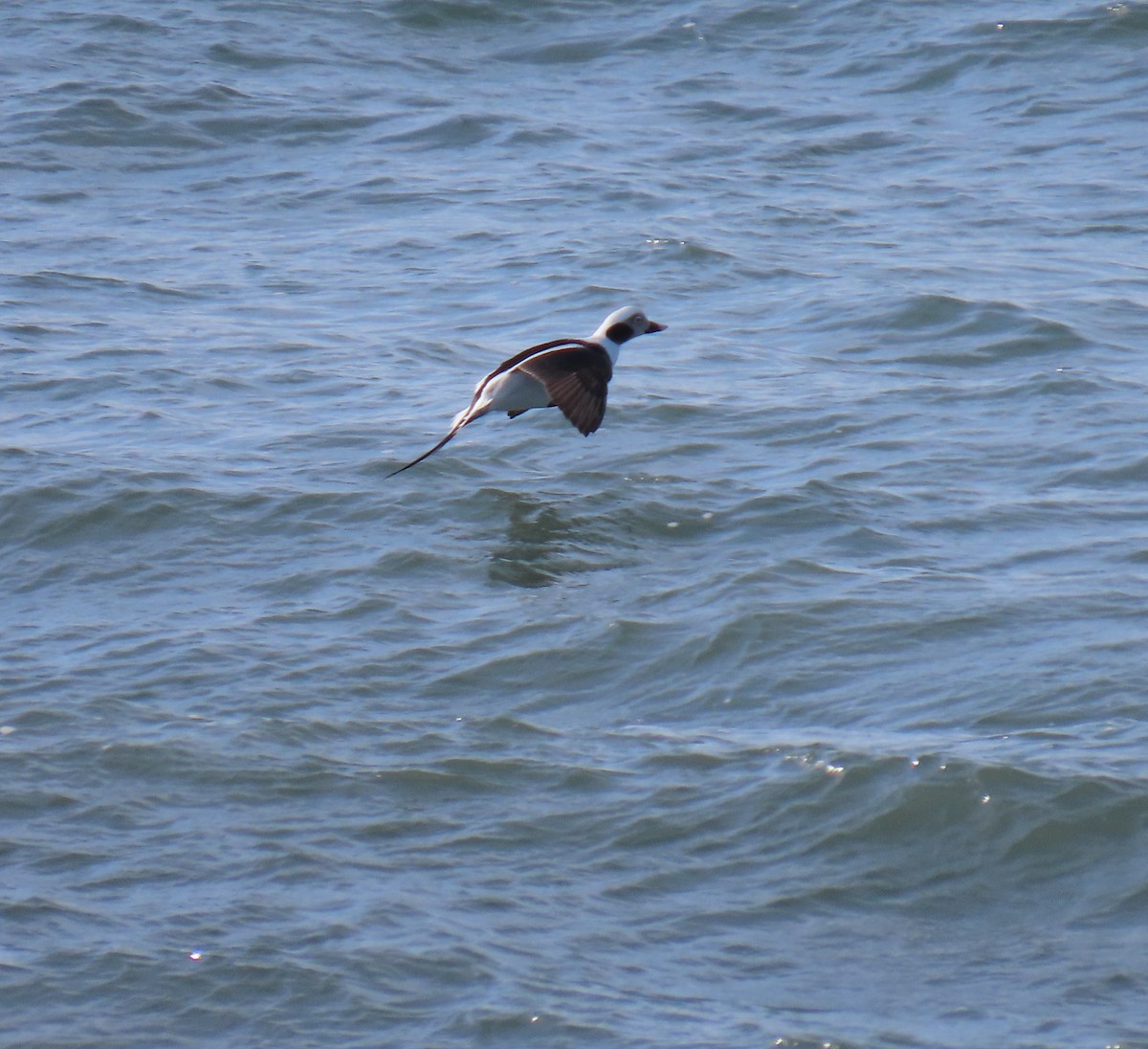 Long-tailed Duck - Laura Burke