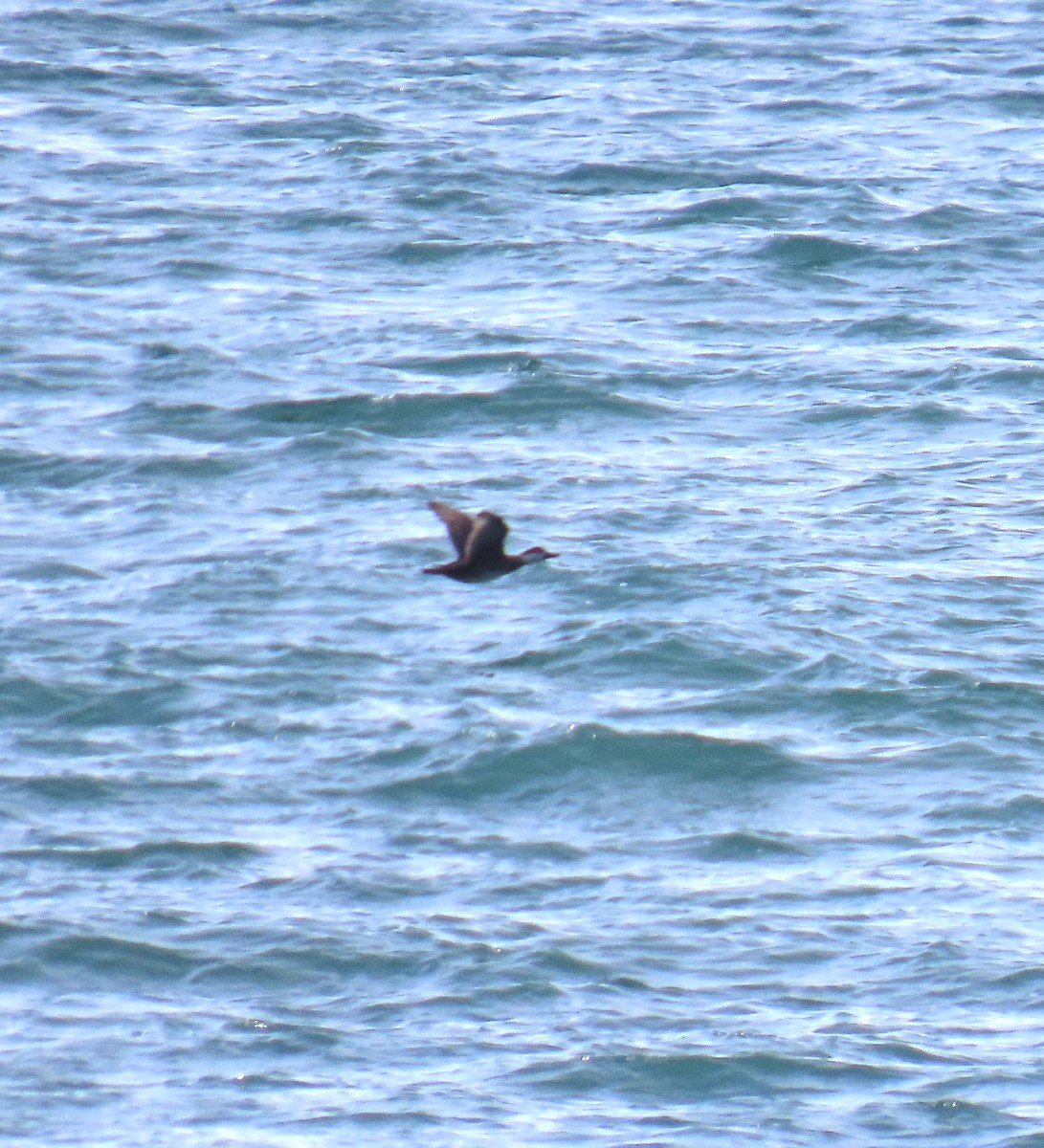 Black Scoter - ML616577210