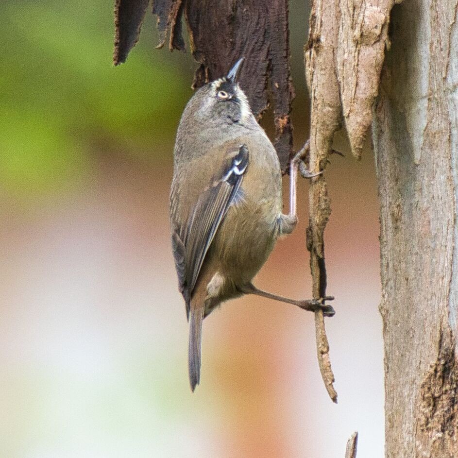 White-browed Scrubwren - Mark Pronger