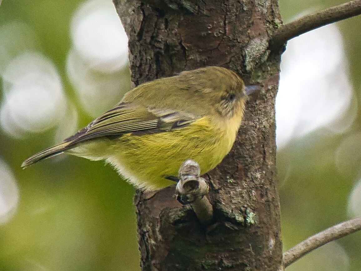 Yellow Thornbill - Mark Pronger