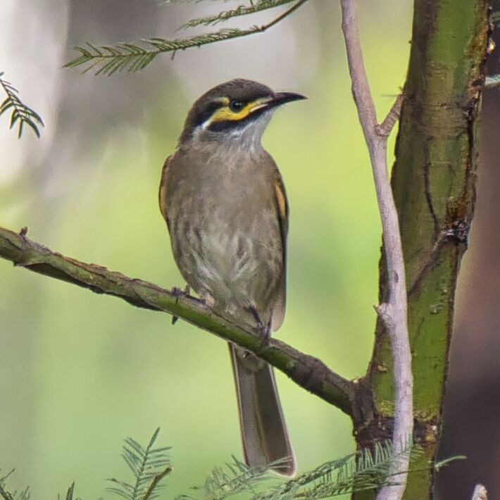 Yellow-faced Honeyeater - ML616577287