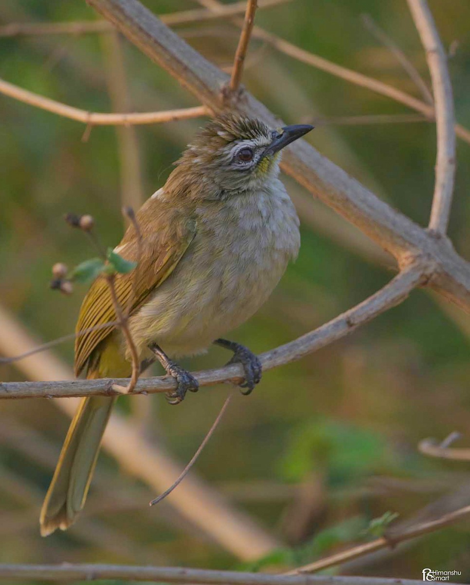 Bulbul à sourcils blancs - ML616577288