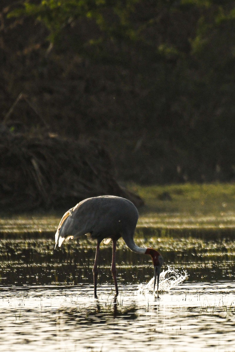 Sarus Crane - ML616577292