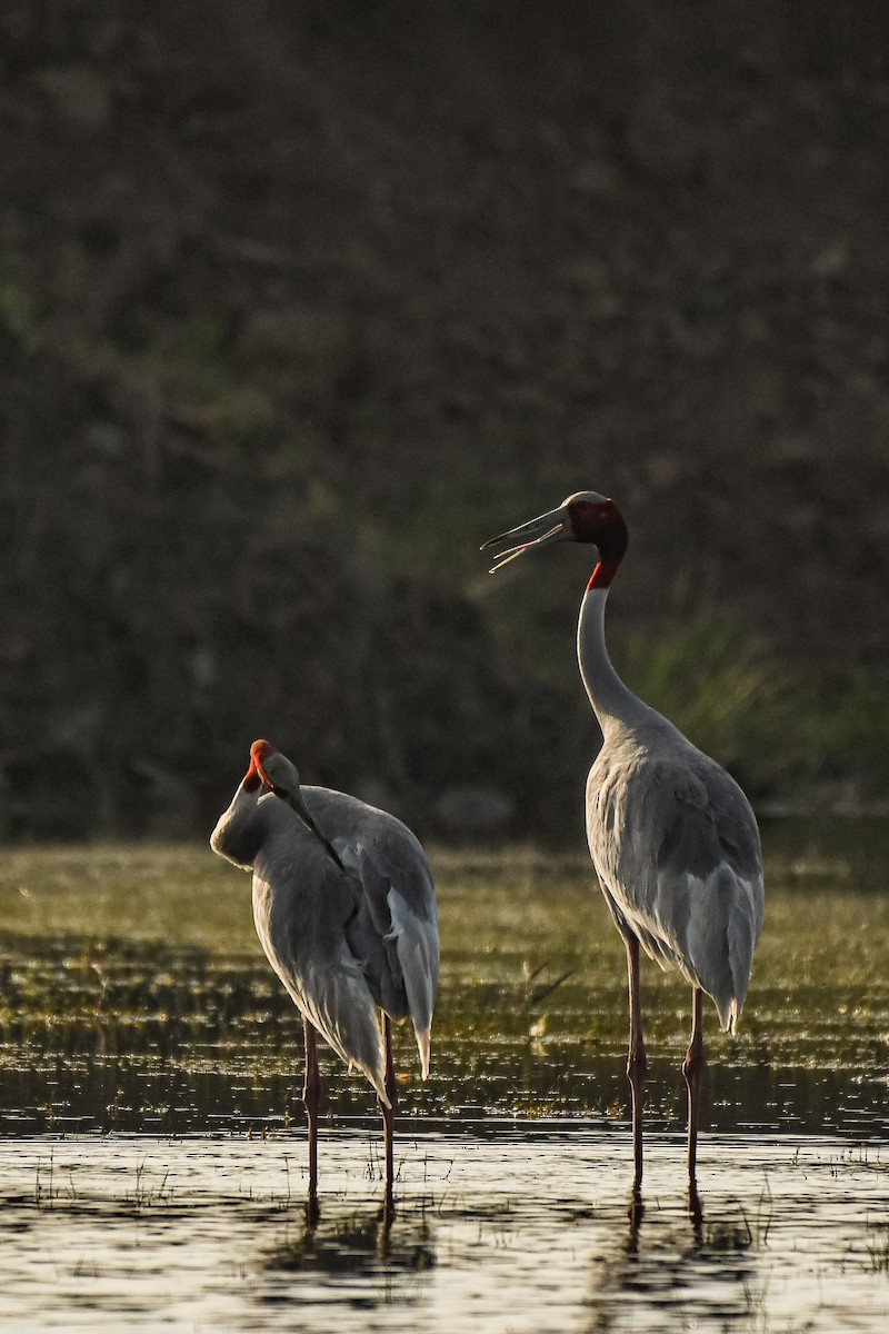 Sarus Crane - ML616577293