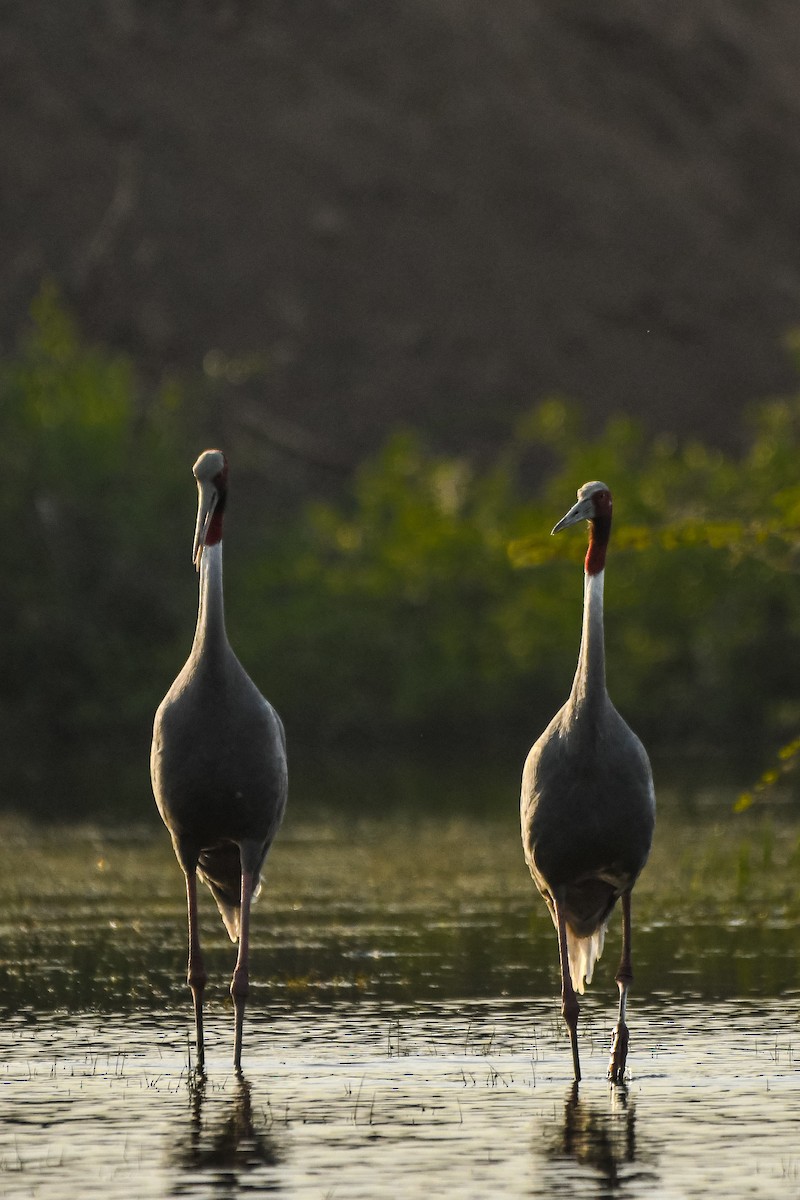 Sarus Crane - ML616577296