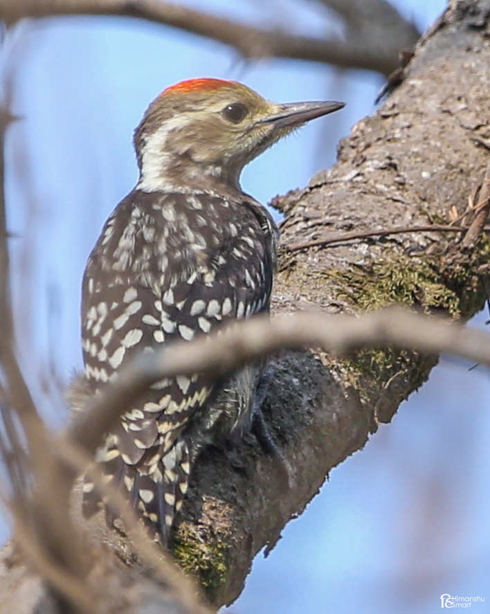 Yellow-crowned Woodpecker - ML616577306