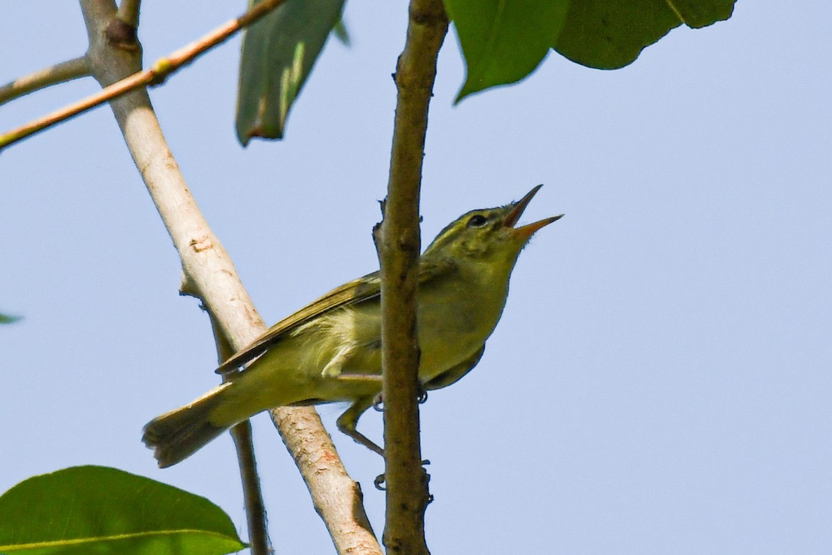 Green Warbler - ML616577309