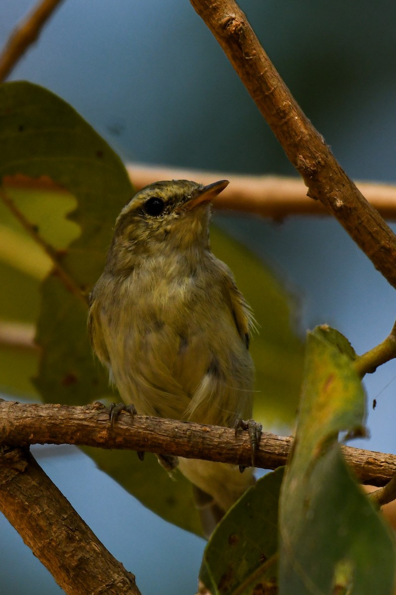 Greenish Warbler - Dhyey Shah