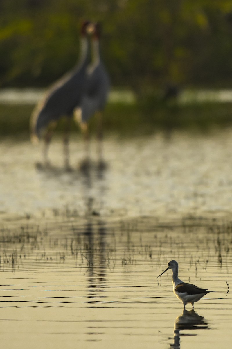 Black-winged Stilt - ML616577318