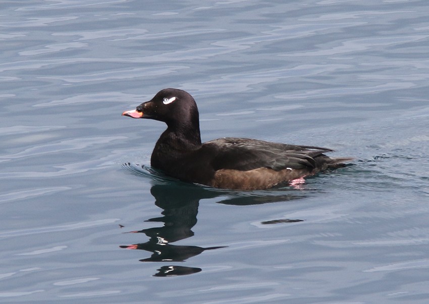 White-winged Scoter - ML616577335