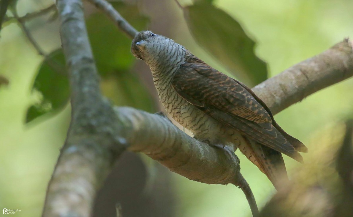 Banded Bay Cuckoo - ML616577337