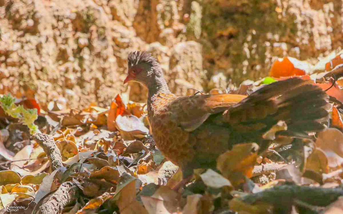 Red Spurfowl - ML616577338