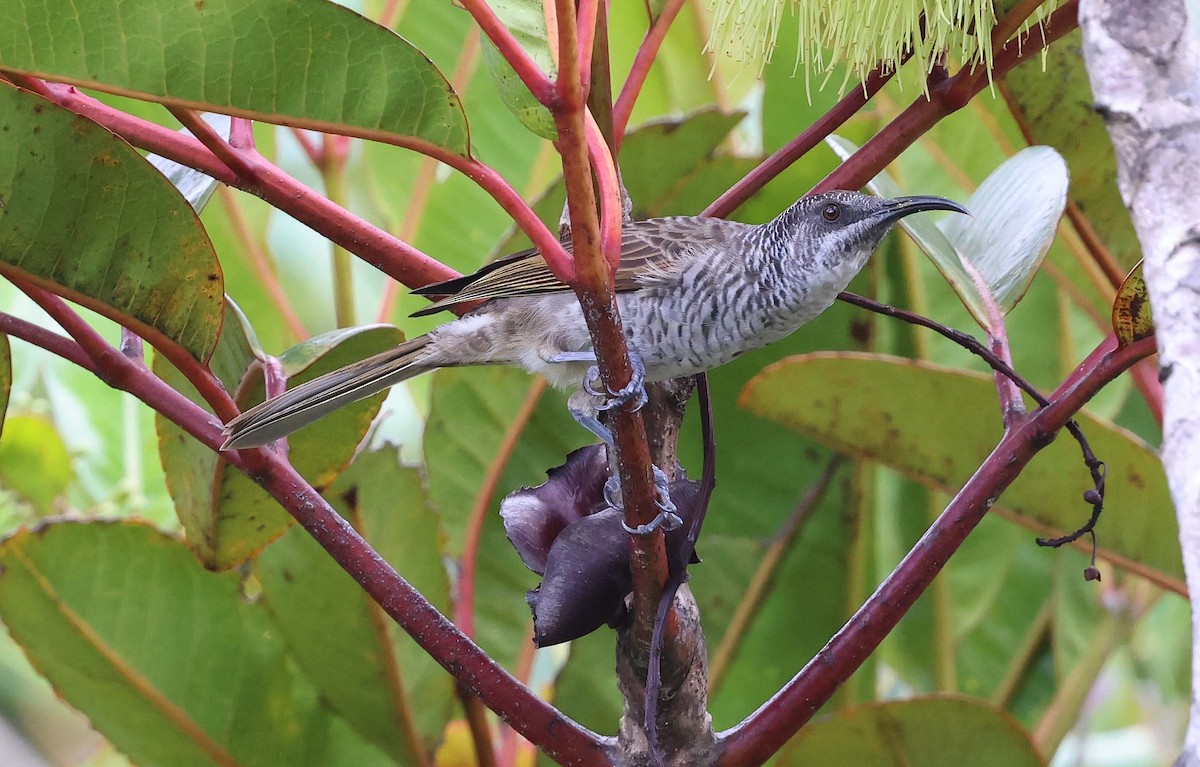 Barred Honeyeater - ML616577346