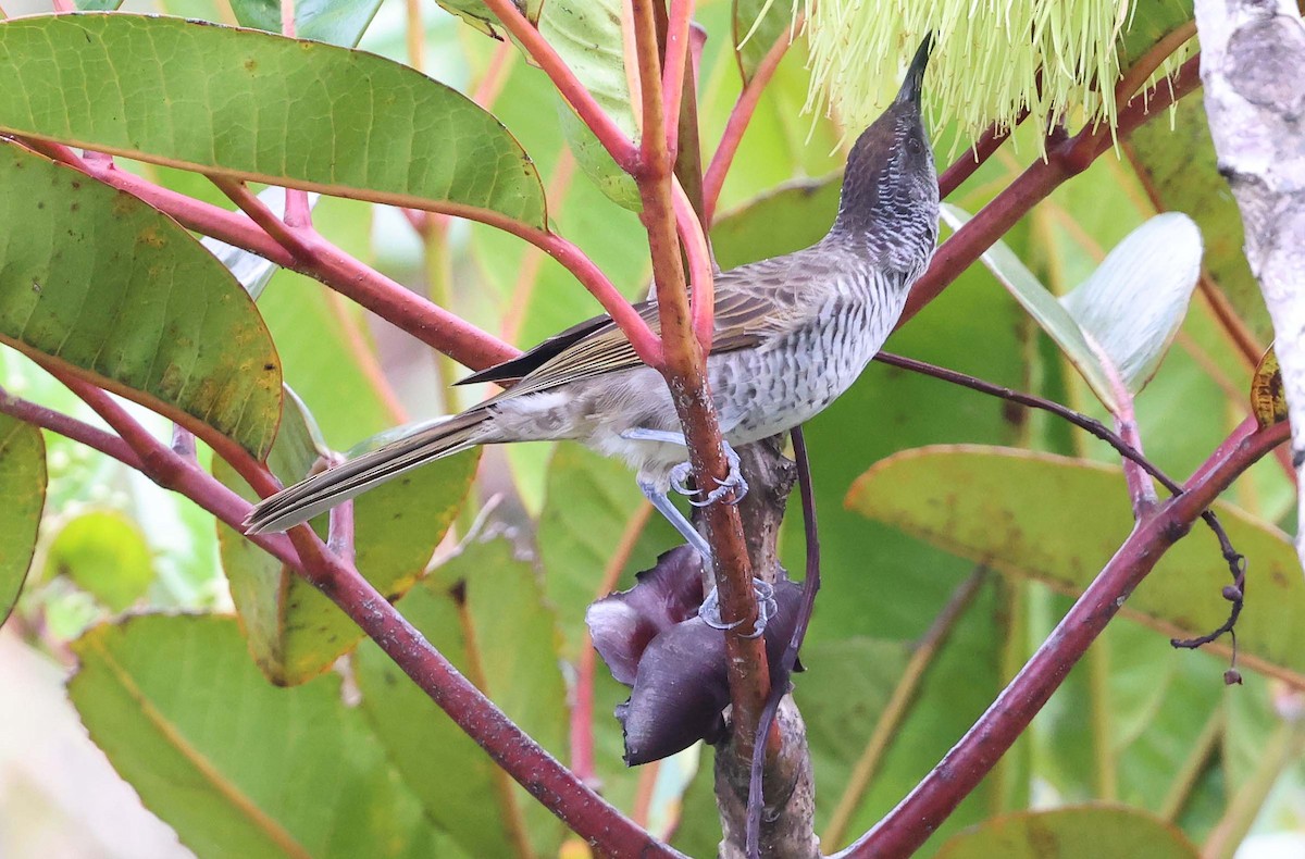 Barred Honeyeater - ML616577347